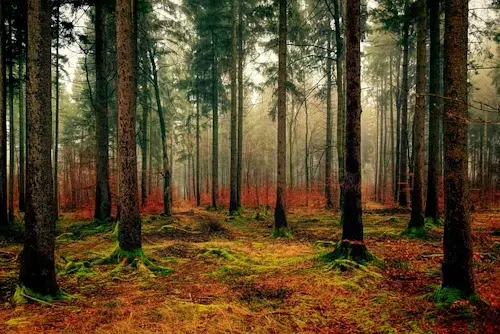 Bruxer Holz: Wandern in Schleswig-Holstein