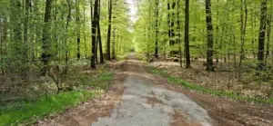 Der Lügder Osterbergweg im Naturschutzgebiet Emmertal