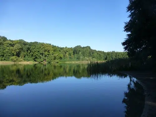 Grunewald in Berlin: Wanderung und Naturerlebnis