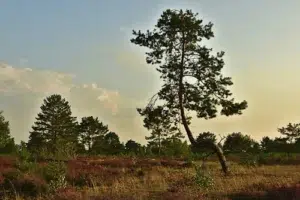 Offene Heide – Emsquellen Runde von Stukenbrock-Senne