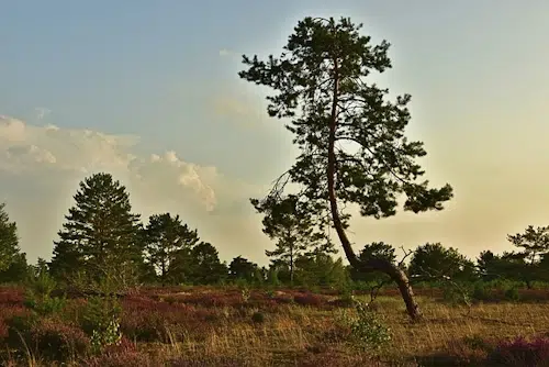 Offene Heide – Emsquellen Runde von Stukenbrock-Senne